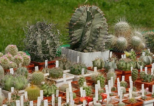 Выставка май 2005 (Киев) (2889 відвідувань) Выставка май 2005 (Киев)