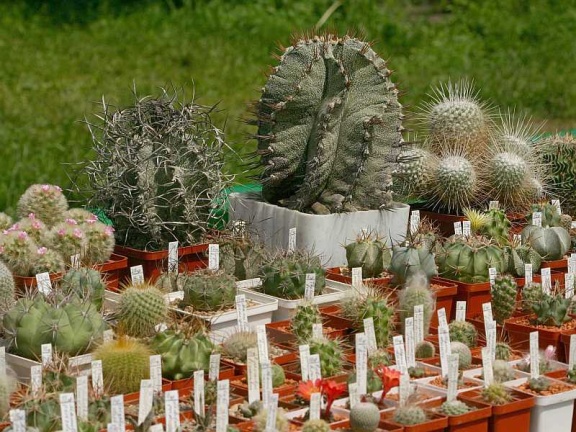 Выставка май 2005 (Киев) (2900 відвідувань) Выставка май 2005 (Киев)