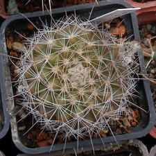 Выставка 02-04.09.2011 на Куликовом поле
