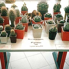 Выставка 2 августа 2003 (2619 відвідувань) Фото Ивановой Елены (Киев)
Выставка 2 августа 2003