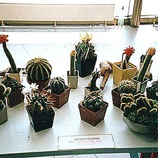 Выставка 2 августа 2003 (2568 відвідувань) Фото Ивановой Елены (Киев)
Выставка 2 августа 2003