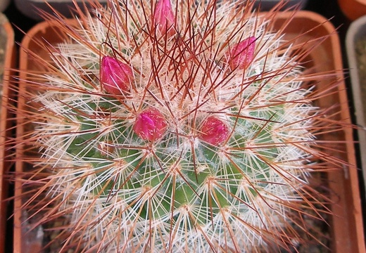 P5099926
