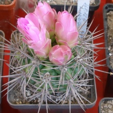 P5099951