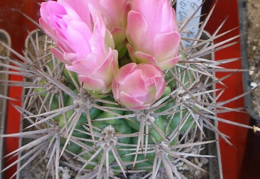 P5099951