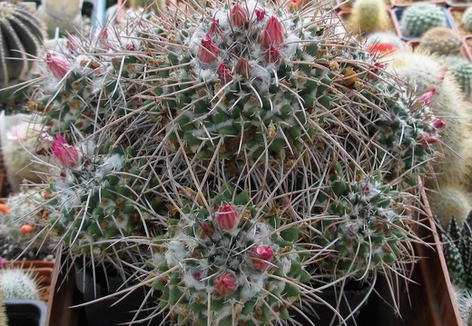 Выставка 15-17.04.2011 в &quot;Ваш сад&quot;