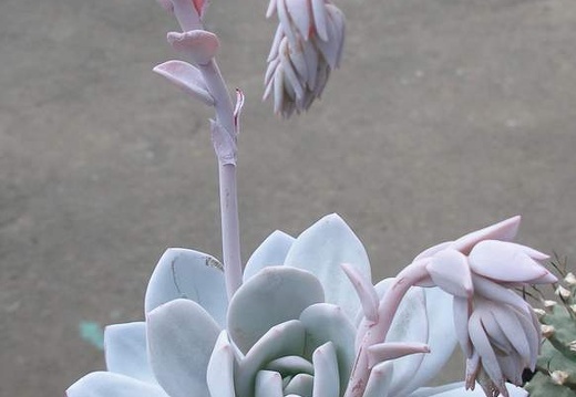 Выставка 15-17.04.2011 в &quot;Ваш сад&quot;