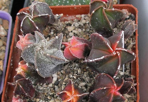 Выставка 15-17.04.2011 в &quot;Ваш сад&quot;