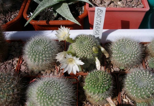 Выставка 20-22.04.2012 в &quot;Ваш сад&quot;