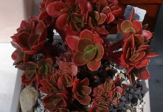 Выставка 20-22.04.2012 в &quot;Ваш сад&quot;