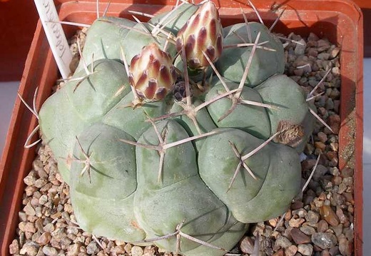 Выставка 20-22.04.2012 в &quot;Ваш сад&quot;