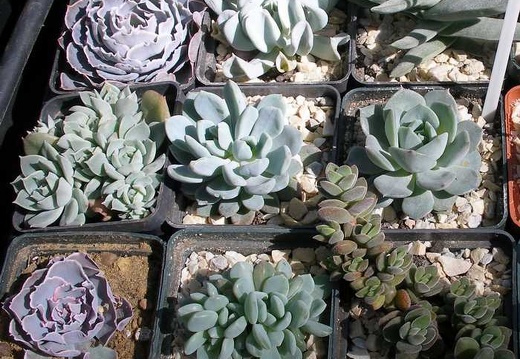 Выставка 20-22.04.2012 в &quot;Ваш сад&quot;