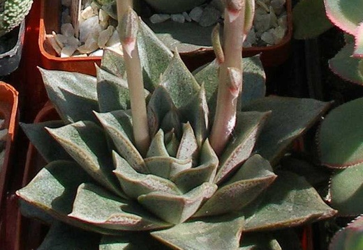 Выставка 20-22.04.2012 в &quot;Ваш сад&quot;