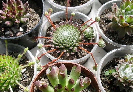 Выставка 20-22.04.2012 в &quot;Ваш сад&quot;