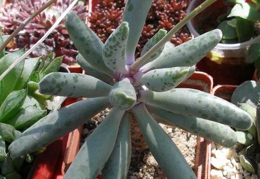 Выставка 20-22.04.2012 в &quot;Ваш сад&quot;