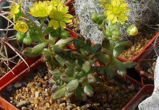 Выставка 20-22.04.2012 в &quot;Ваш сад&quot;