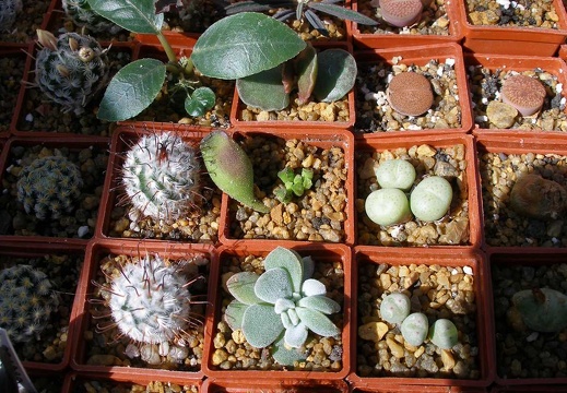 Выставка 20-22.04.2012 в &quot;Ваш сад&quot;