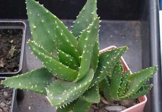 Выставка 23-25.09.2011 на Куликовом поле