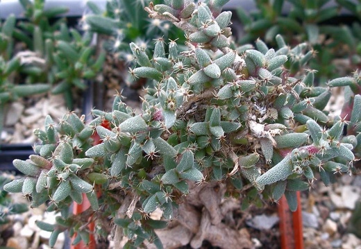 Выставка 23-25.09.2011 на Куликовом поле