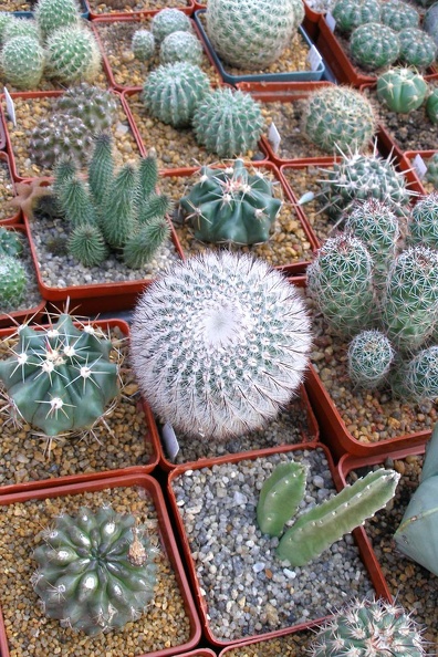 P9233894.JPG