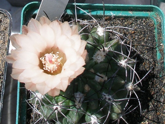 Выставка 25-27.05.2012 на Куликовом поле