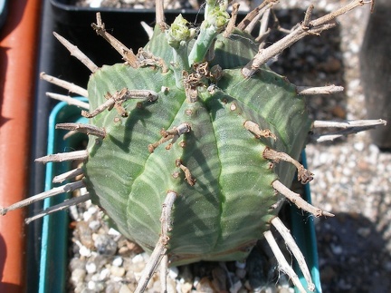 Выставка 25-27.05.2012 на Куликовом поле