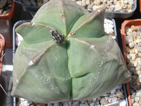 Выставка 25-27.05.2012 на Куликовом поле