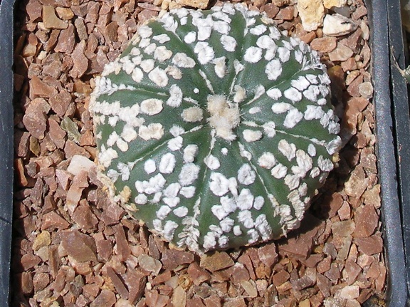 Выставка 25-27.05.2012 на Куликовом поле 