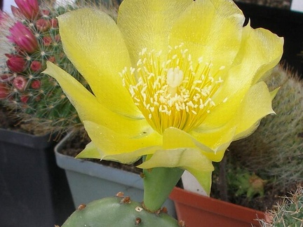  Выставка 03-05.06.2011 на Куликовом поле