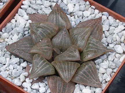  Выставка 03-05.06.2011 на Куликовом поле