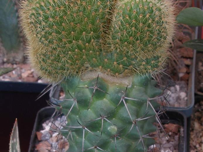  Выставка 03-05.06.2011 на Куликовом поле