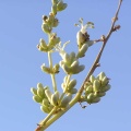 Baja (California)