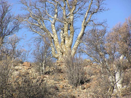 Baja (California) (2032 відвідувань) Фото Стивена Брэка (Steven Brack, Belen, New Mexico)
Baja (California)
