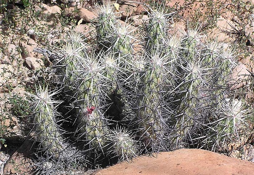 Baja (California) (2026 відвідувань) Фото Стивена Брэка (Steven Brack, Belen, New Mexico)
Baja (California)
