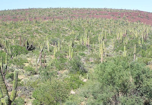 Baja (California) (2093 відвідувань) Фото Стивена Брэка (Steven Brack, Belen, New Mexico)
Baja (California)