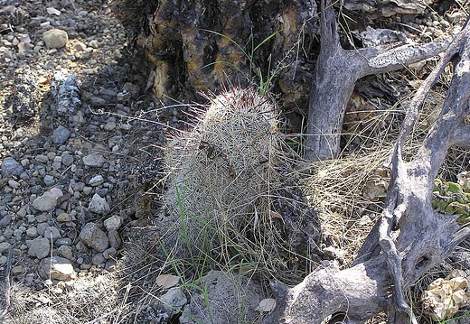 Baja (California) (2161 відвідувань) Фото Стивена Брэка (Steven Brack, Belen, New Mexico)
Baja (California)