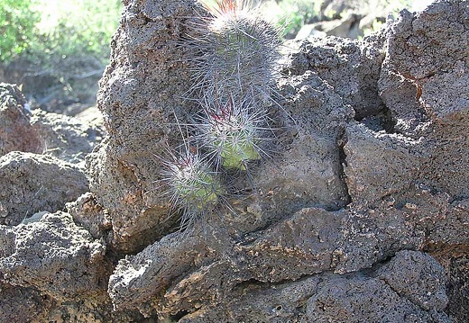 Baja (California) (2093 відвідувань) Фото Стивена Брэка (Steven Brack, Belen, New Mexico)
Baja (California)
