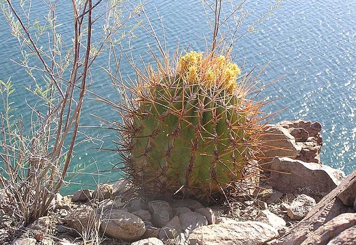 Baja (California) (2154 відвідувань) Фото Стивена Брэка (Steven Brack, Belen, New Mexico)
Baja (California)