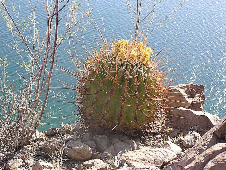 Baja (California) (2155 відвідувань) Фото Стивена Брэка (Steven Brack, Belen, New Mexico)
Baja (California)