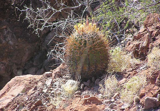 Baja (California) (2125 відвідувань) Фото Стивена Брэка (Steven Brack, Belen, New Mexico)
Baja (California)