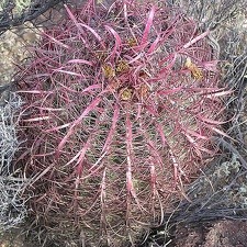 Baja (California) (2532 відвідувань) Фото Стивена Брэка (Steven Brack, Belen, New Mexico)
Baja (California)