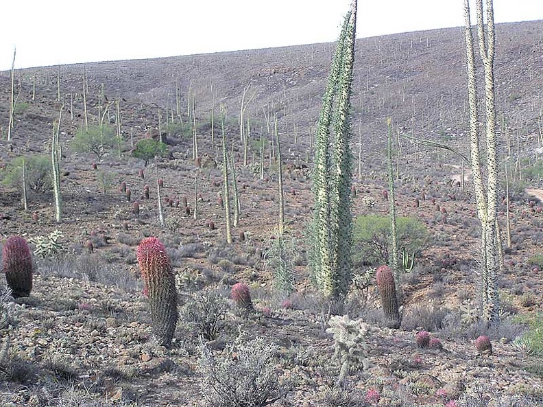 Baja--141.jpg