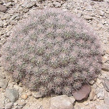 Baja (California) (2590 відвідувань) Фото Стивена Брэка (Steven Brack, Belen, New Mexico)
Baja (California)