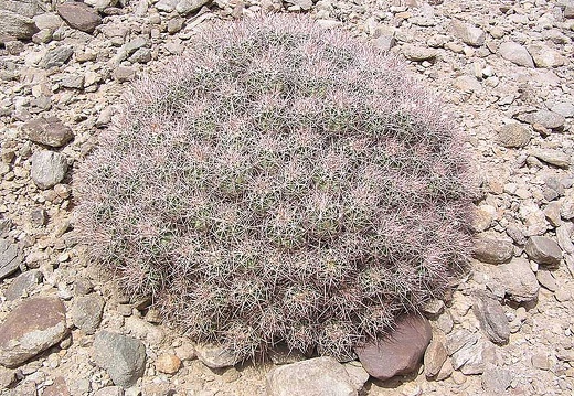 Baja (California)