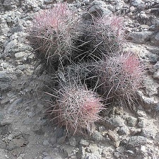 Baja (California) (2636 відвідувань) Фото Стивена Брэка (Steven Brack, Belen, New Mexico)
Baja (California)