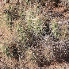 Baja (California) (2877 відвідувань) Фото Стивена Брэка (Steven Brack, Belen, New Mexico)
Baja (California)