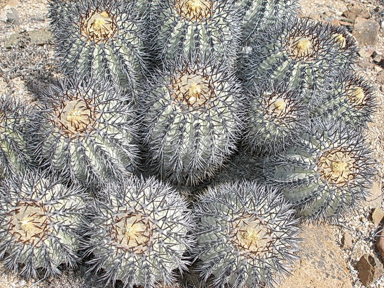 Чили, Аргентина