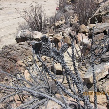 Поездка  Игоря Лавровского в Чили  (январь 2013)