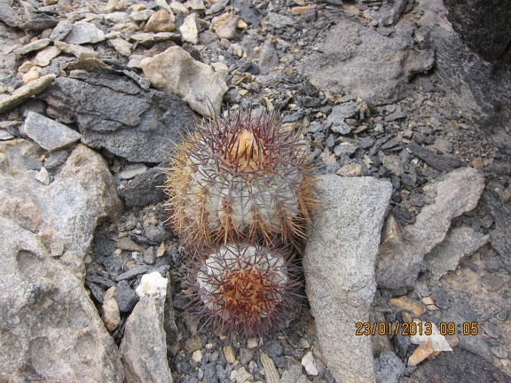 Поездка  Игоря Лавровского в Чили  (январь 2013)