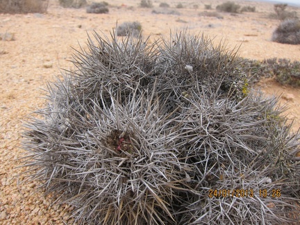 Поездка  Игоря Лавровского в Чили  (январь 2013)