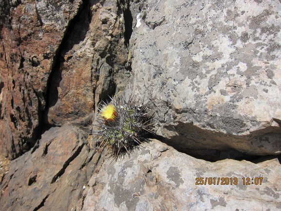 Поездка  Игоря Лавровского в Чили  (январь 2013)